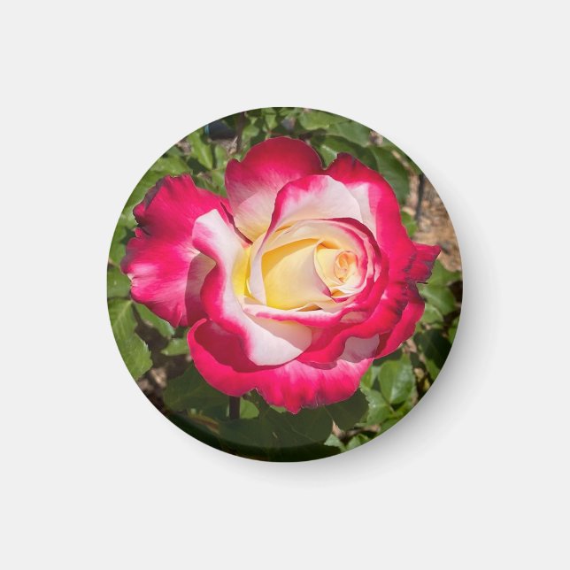 Red and Yellow Rose Magnet (Front)