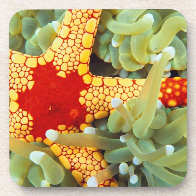 Red And Yellow Sea Star Beverage Coaster (Front)