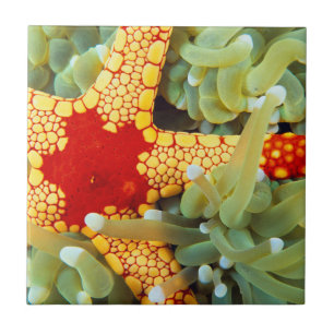 Red And Yellow Sea Star Ceramic Tile