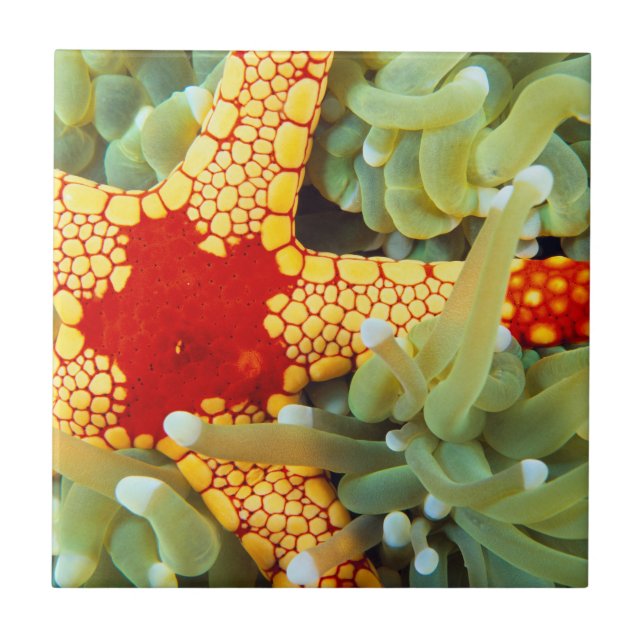 Red And Yellow Sea Star Ceramic Tile (Front)