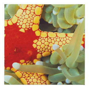 Red And Yellow Sea Star Faux Canvas Print