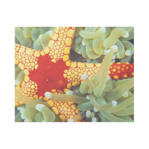 Red And Yellow Sea Star Gallery Wrap