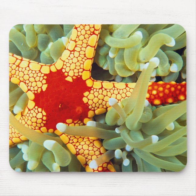 Red And Yellow Sea Star Mouse Pad (Front)