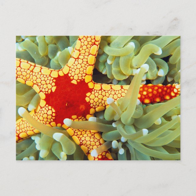 Red And Yellow Sea Star Postcard (Front)
