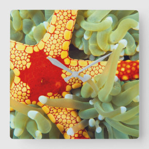Red And Yellow Sea Star Square Wall Clock