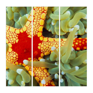 Red And Yellow Sea Star Triptych