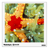 Red And Yellow Sea Star