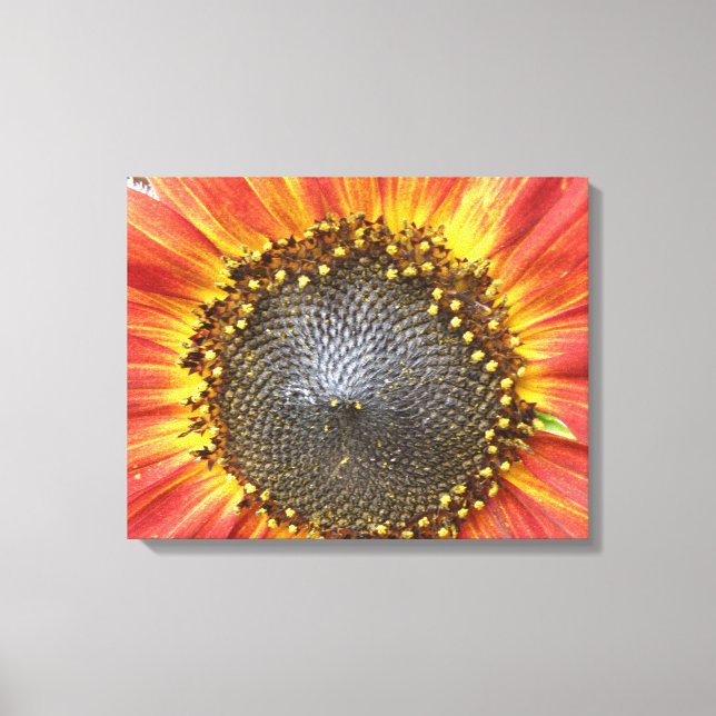 Red and Yellow Sunflower Canvas Print (Front)