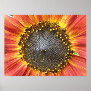 Red and Yellow Sunflower Print