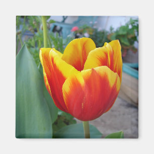 Red and Yellow Tulip floral Garden Photo Magnet