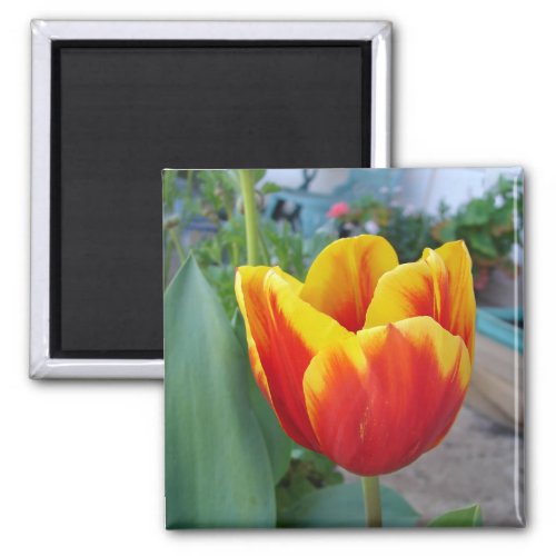 Red and Yellow Tulip floral Garden Photo Magnet