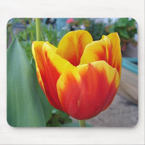 Red and Yellow Tulip floral Garden Photo Mouse Pad