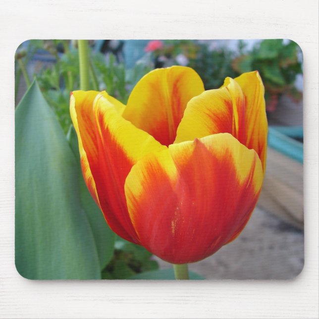 Red and Yellow Tulip floral Garden Photo Mouse Pad (Front)