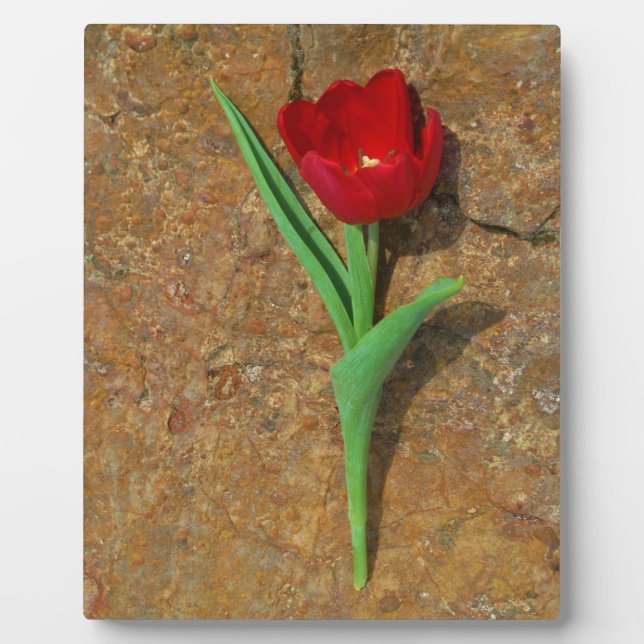 Red and Yellow Tulip Plaque (Front)