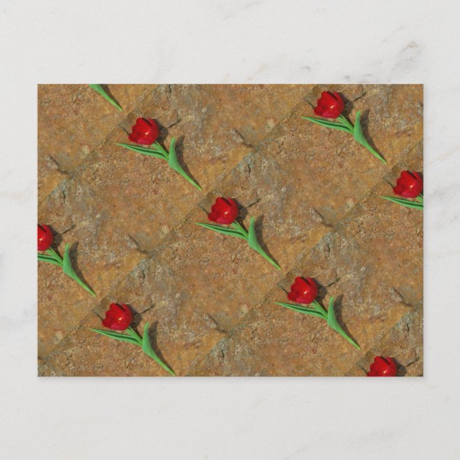 Red and Yellow Tulip Postcard (Front)