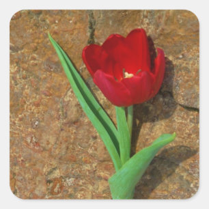 Red and Yellow Tulip Square Sticker
