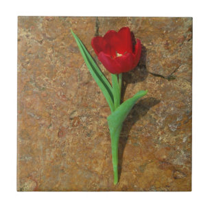 Red and Yellow Tulip Tile