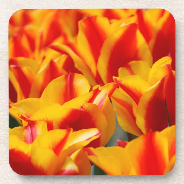 Red and Yellow Tulips Drink Coaster (Front)