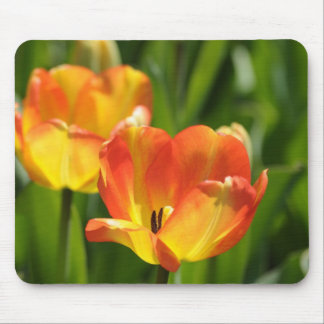 Red and yellow tulips in spring garden mouse pad