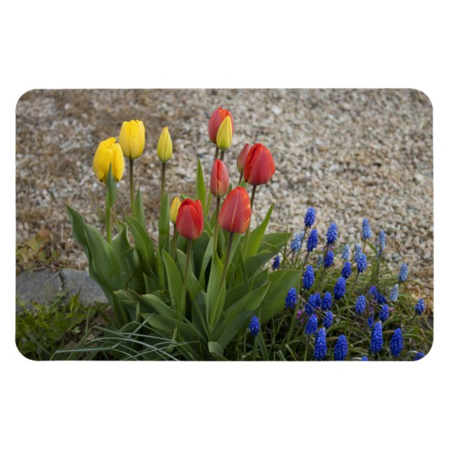 Red And Yellow Tulips Magnet (Horizontal)