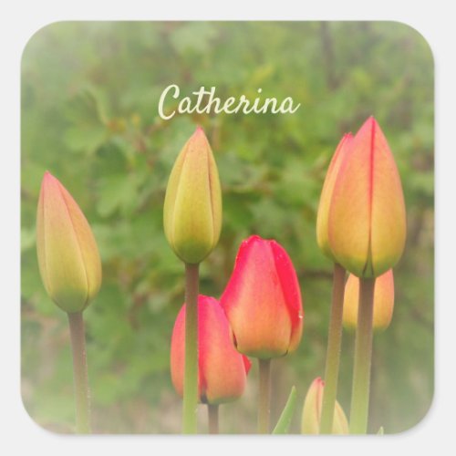 Red and Yellow Tulips Personalized Photo  Square Sticker