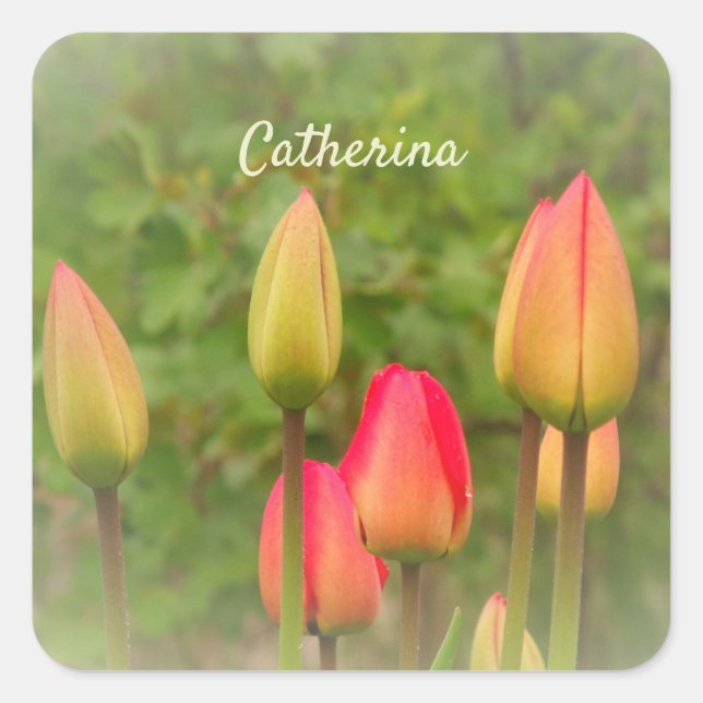 Red and Yellow Tulips Personalized Photo  Square Sticker (Front)