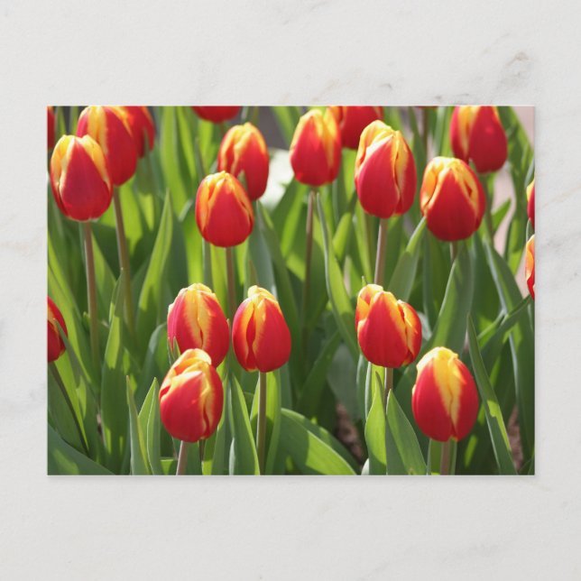 red and yellow tulips postcard (Front)