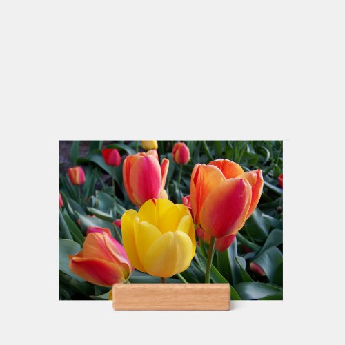 Red and Yellow Tulips Rock Garden Photo Holder