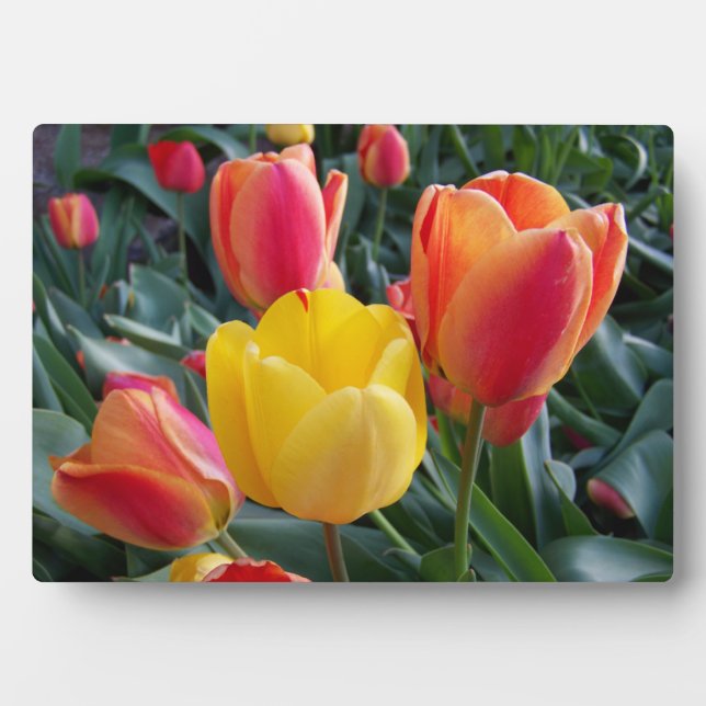 Red and Yellow Tulips Rock Garden Photo Plaque (Front)
