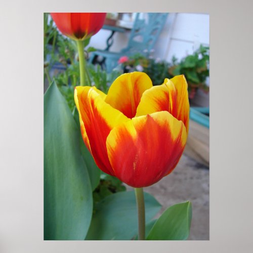 Red and Yelow Tulip Floral Flowers Photo Poster
