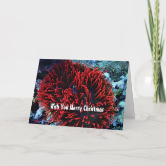Red anemone and Anemone fish Holiday Card