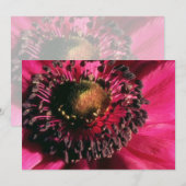 Red Anemone flowers (Front/Back)