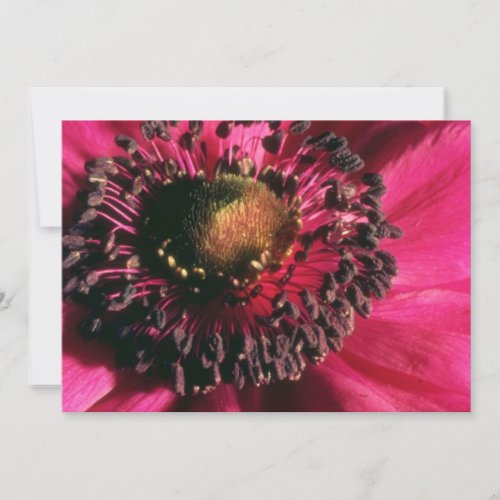 Red Anemone flowers Personalized Invites