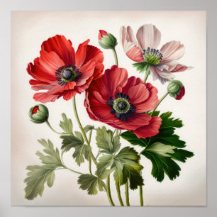 Red Anemone Flowers Art Print Poster