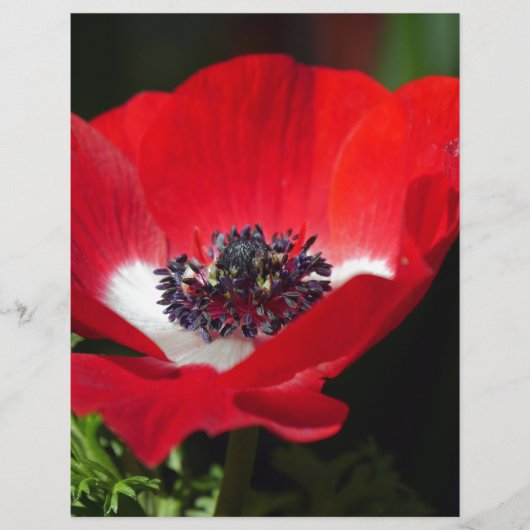 Red Anemone.JPG (Front)