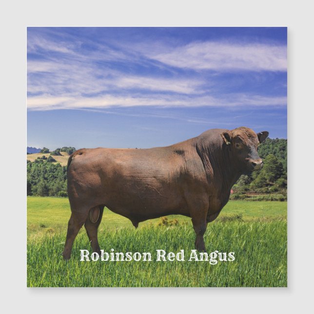 Red Angus Bull  (Front)