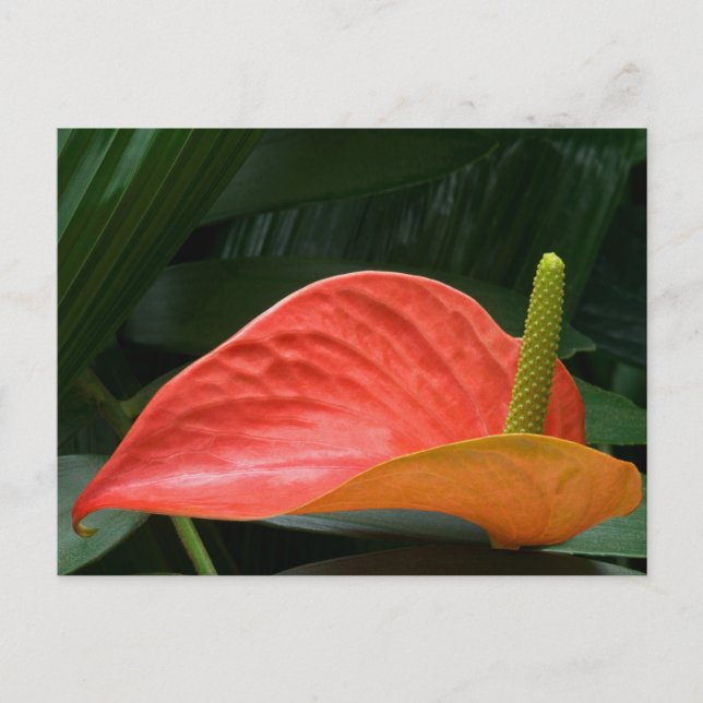 Red Anthurium Plant Against Foliage Postcard (Front)