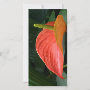 Red Anthurium Plant Against Foliage Thank You Card