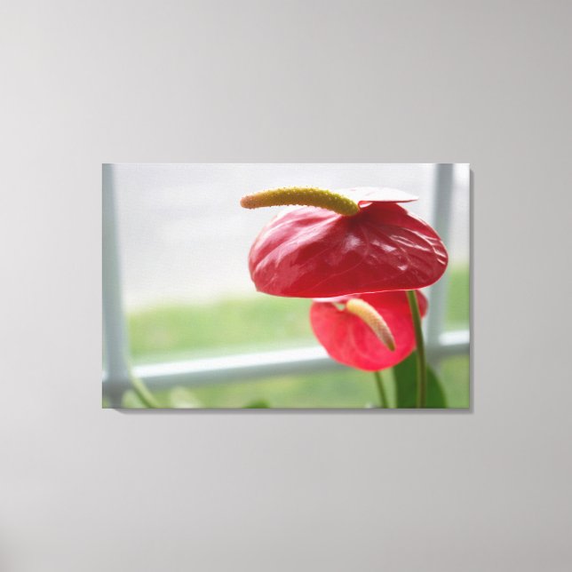 Red Anthurium Tropical Flower on Wrapped Canvas Print (Front)