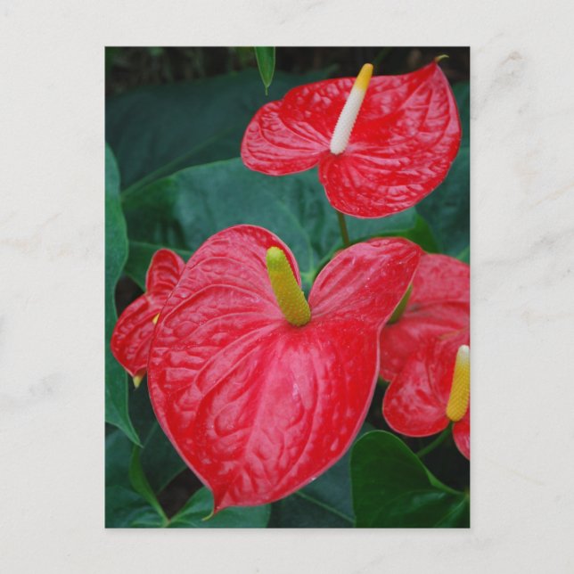 Red anthurium - tropical flower postcard (Front)