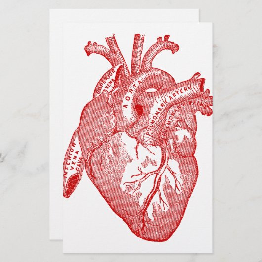 Red Antique Anatomical Heart (Front/Back)