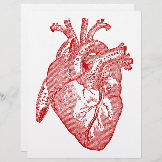 Red Antique Anatomical Heart (Front/Back)