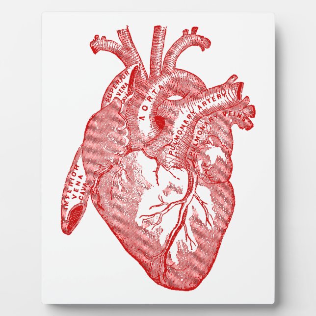 Red Antique Anatomical Heart Plaque (Front)