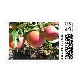 Red Apple Postage Stamps | Zazzle