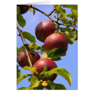 Red Apples Cards