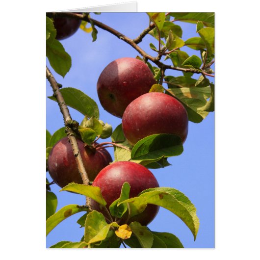 Red Apples Cards (Front)