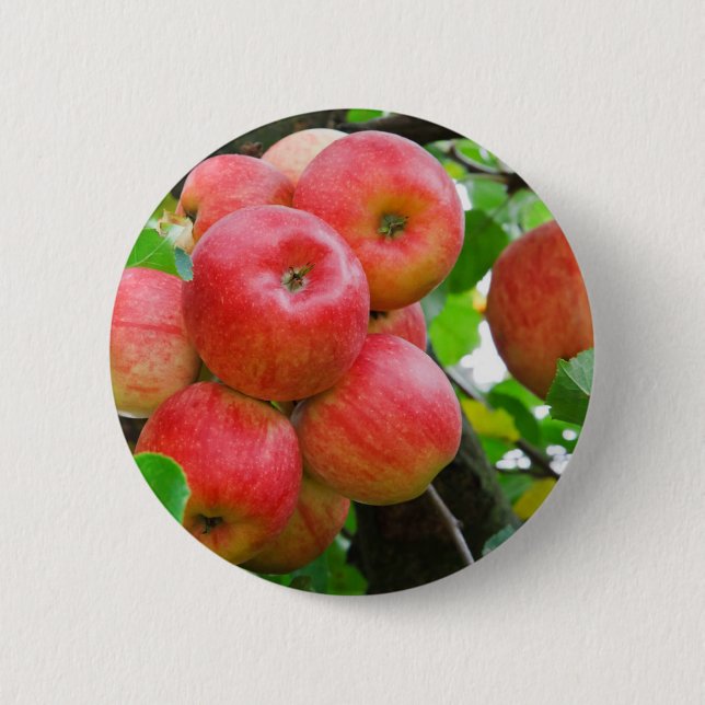 Red Apples on Tree Pinback Button (Front)