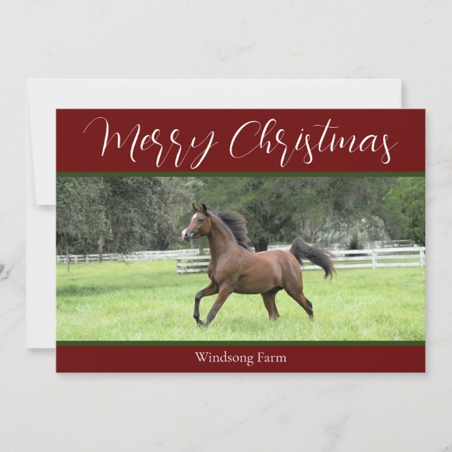 Red Arabian Horse 1 Photo For Farm Christmas Holiday Card (Front)