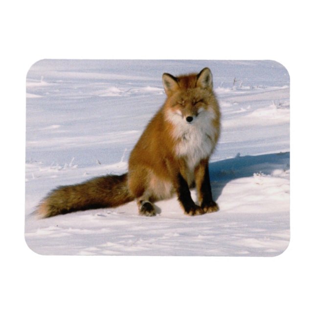 Red Arctic Winter Fox Refrigerator Flexible Magnet (Horizontal)