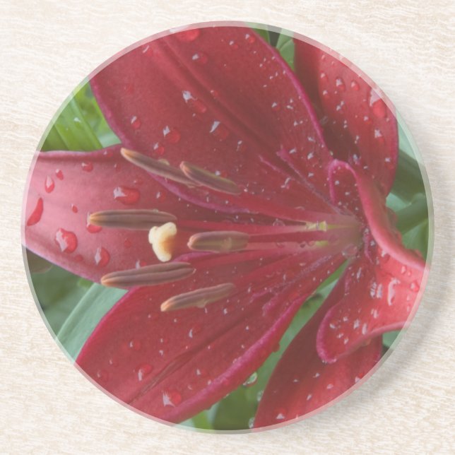 Red Asiatic Lilly Sandstone Coaster (Front)